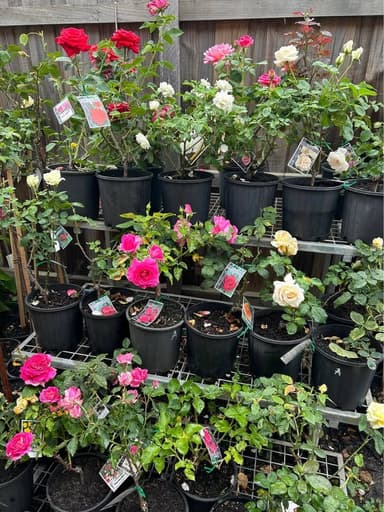 Mixed Roses 'Hybrid Tea, Floribunda and Climbing Rose' - Pakenham
