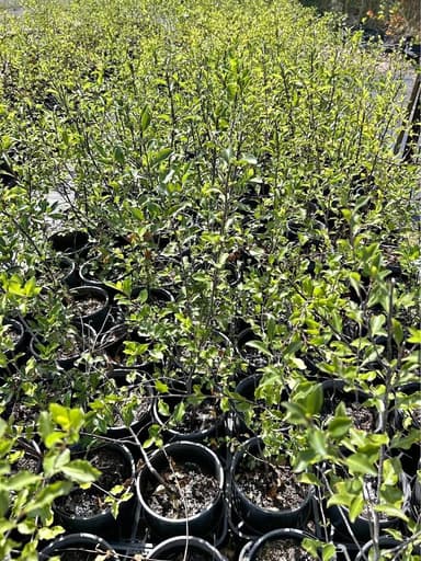 Silver Sheen Pittosporum - Pakenham