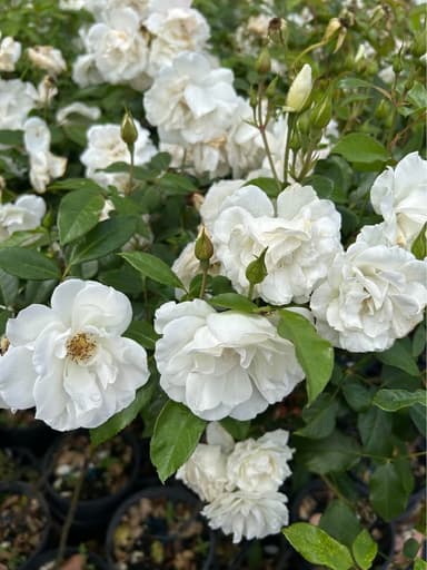 White Roses 'Iceberg' - Pakenham